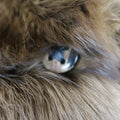 ALTIOLI Size L Brown Sable Fur Collared Jacket ALTIOLI